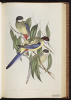 Green Rosella plate 31
