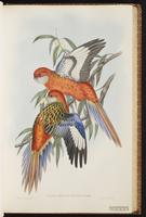 Eastern Rosella plate 30