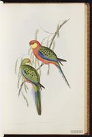 Western Rosella plate 29