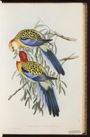 Eastern Rosella plate 28