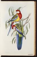 Eastern Rosella plate 27