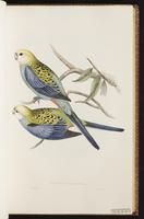 White-cheeked Rosella plate 26