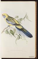 Crimson Rosella plate 25