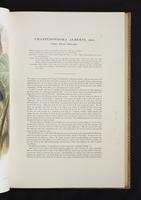 Monograph of the Paradiseidae, 1:66