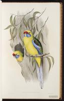 Green Rosella plate 24