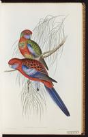 Crimson Rosella plate 23