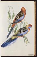 Crimson Rosella plate 22