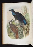 Monograph of the Paradiseidae, 1:65