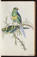 Australian Ringneck plate 21