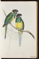 Australian Ringneck plate 20
