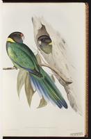 Australian Ringneck plate 19
