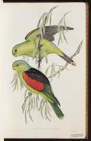 Red-winged Parrot plate 18
