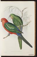 Australian King Parrot plate 17