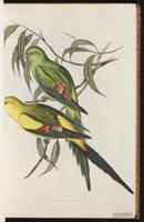 Superb Parrot plate 16