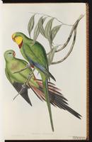 Regent Parrot plate 15