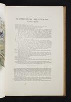 Monograph of the Paradiseidae, 1:62
