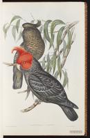 Gang-gang Cockatoo plate 14