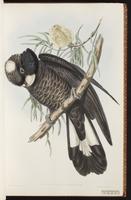Long-billed Black Cockatoo plate 13