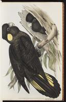 Yellow-tailed Black Cockatoo plate 12