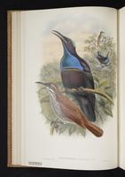Monograph of the Paradiseidae, 1:61