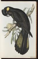 Yellow-tailed Black Cockatoo plate 11