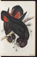 Glossy Black Cockatoo plate 10