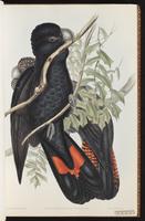 Red-tailed Black Cockatoo plate 9