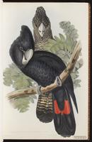 Red-tailed Black Cockatoo plate 8