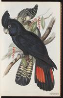 Red-tailed Black Cockatoo plate 7
