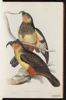 Norfolk Island Kaka plate 6