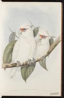 Long-billed Corella plate 5