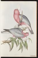 Galah plate 4