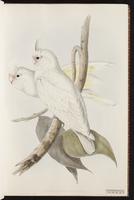 Little Corella plate 3