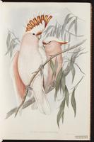 Major Mitchell's Cockatoo plate 2