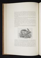 Monograph of the Paradiseidae, 1:57