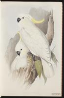 Sulphur-crested Cockatoo plate 1