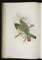 Crested quetzal plate 15