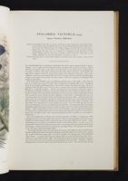 Monograph of the Paradiseidae, 1:56