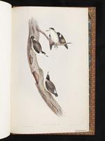 Varied Sittella plate 104