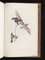 Varied Sittella plate 103