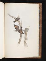 Varied Sittella plate 102