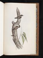 Varied Sittella plate 101