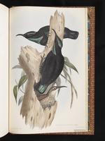 Paradise Riflebird plate 100