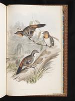 Australian Logrunner plate 99