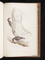Brown Treecreeper plate 98