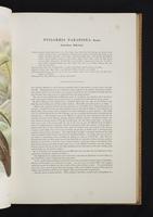 Monograph of the Paradiseidae, 1:52