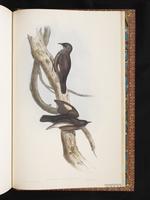 Black-tailed Treecreeper plate 97