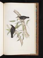 Black-tailed Treecreeper plate 96