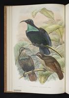 Monograph of the Paradiseidae, 1:51