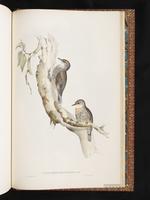 Red-browed Treecreeper plate 95